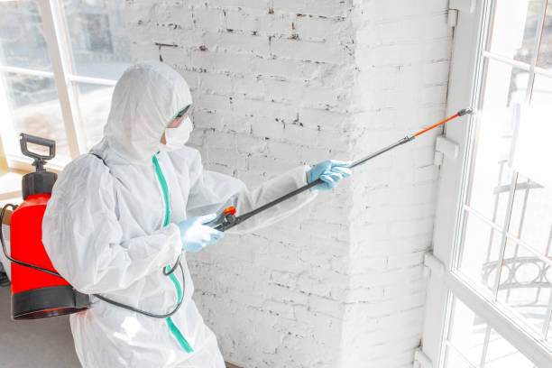 Best Basement Mold Removal  in Jamesburg, NJ